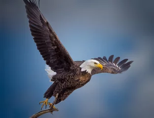 Gartenposter American bald eagle soaring against blue Colorado sky © yonatan
