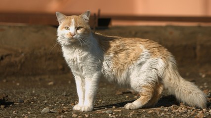 Cat on the roof of the house in Marrakesh, Morocco.