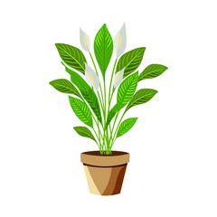 Vector realistic detailed house plant for interior design and decoration.Tropical plant for interior decor of home or office.