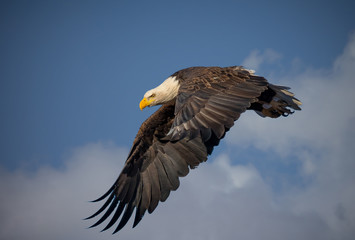 American bald eagle soaring against blue Colorado sky