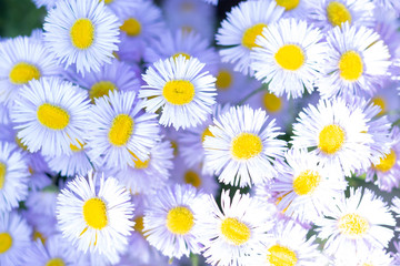 Lovely summer blossom daisy flowers background. Close-up