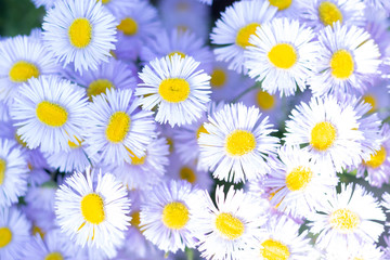 Fototapeta premium Lovely summer blossom daisy flowers background. Close-up