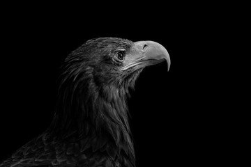 Aquila ritratto di profilo