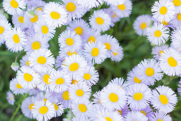 Field daisy flowers closeup. Beautiful nature scene with blooming medical chamomiles in sun day. Summer background.