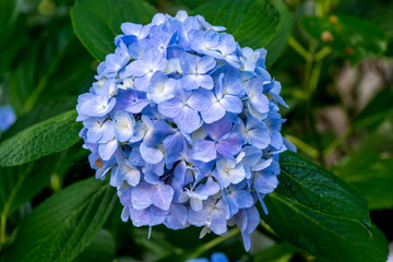宝八幡のアジサイ