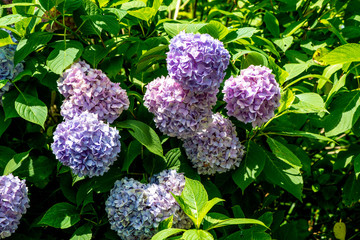 宝八幡のアジサイ