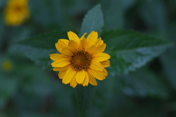 yellow false sunflower closeup