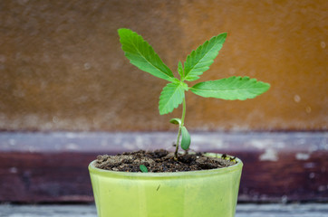 Baby marijuana plant