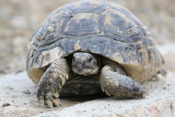 Big turtle in the city. Ankara, Turkey.