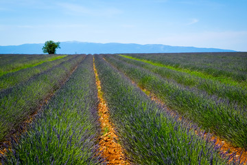 Fototapeta na wymiar Violet lavender fields in Valensole, provence, france, europe