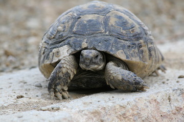 Obraz premium Big turtle in the city. Ankara, Turkey.