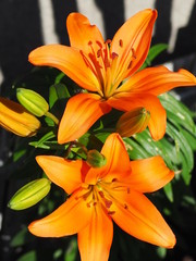 Orange lily on green background