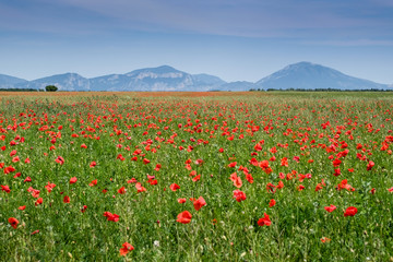 poppy field in the provence, france, europe