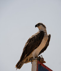 stolzer Adler im Oman