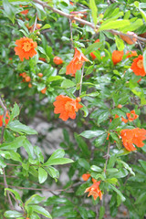 Flowering pomegranate tree