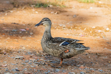 Ducks in freedom