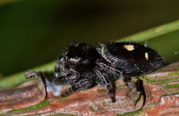 Black Bold Jumping Spider macro (Phidippus audax) rests on a pine tree branch in Houston, TX.