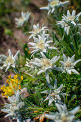 Beautiful edelweiss(Leontopodium nivale) flowers from the path from Beklemeto to Kozya Stena, Troyan Balkan, Bulgaria