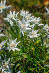 Beautiful edelweiss(Leontopodium nivale) flowers from the path from Beklemeto to Kozya Stena, Troyan Balkan, Bulgaria