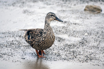 Teal Duck looking across wet and muddy surface of sandy shore during low tide while foraging for food