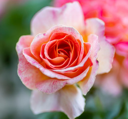 Pink Rose
