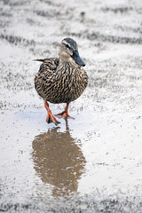 Teal Duck walking across wet and reflective surface of sandy shore during low tide while foraging for food.