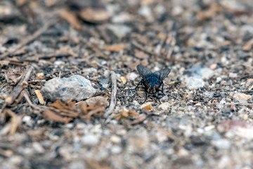 Large Flesh Fly landed on hiking trail in outdoor trail of Southern California.