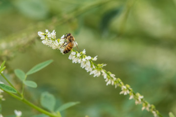 Honey Bee flies in to land on local flora while spreading pollen during the summer months.