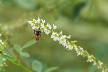 Honey Bee reaching into local flora with tongue to extract the pollen and spread during the summer months.