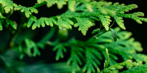Soft macro small child Praying Mantis or Mantis Religiosa in  natural habitat under natural light. It sits looking at the camera, on yellow-green needles of western thuja.