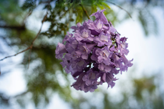 lilac flowers on branch of jakaranda blooming tree