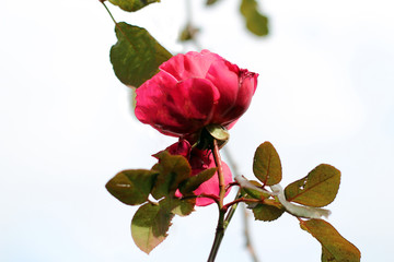 pink rose on white background