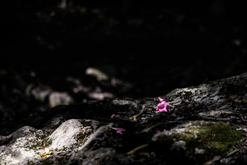 Flower on rock
