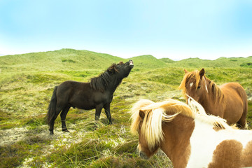 shetland ponies in the heath