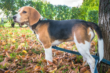 A thoughtful Beagle puppy with a blue leash on a walk in a city park. Portrait of a nice puppy.Eastern Europe.