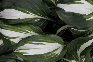 Naklejka na ściany i meble green white big plants leafs