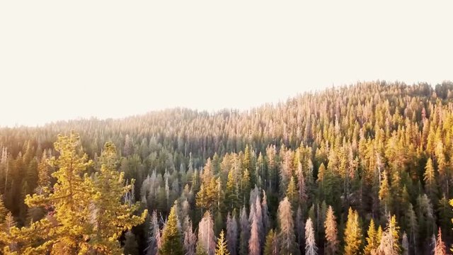 Sunset Forest