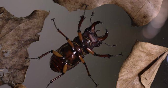 Stag Beetle Crawling Low Angle View Looking Up at Legs and Belly
