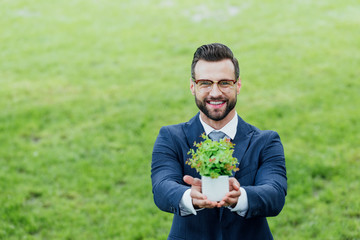 young businessman presenting white flowerpot with plant and smiling at camera