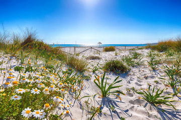 Landscape of grass and flowers in sand dunes on the beach La Cinta