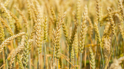 Fototapeta premium Weizen Getreideähren
