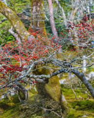 Ginkakuji Silver Pavilion, Kyoto, Japan