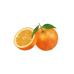 Orange fruit hand drawn illustration on white background. Citrus with green leaves