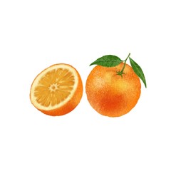 Orange fruit hand drawn illustration on white background. Citrus with green leaves