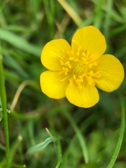 yellow spring flowers in the garden