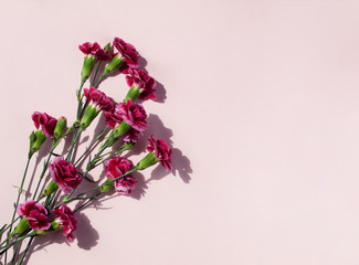 Beautiful pink red flowers isolated on light pastel pink background. Copy space. Flat lay. Top view