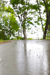 wet slippery road in the forest