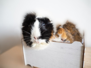 Two guinea pigs sitting in a box with free space