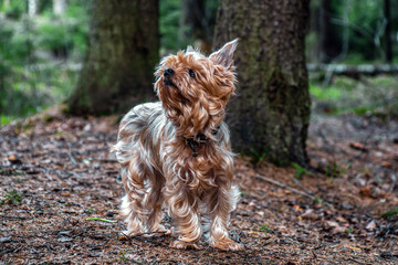 close up portrait of pretty, sweet, small, little dog Yorkshire terrier, looking happy