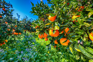 Ripe oranges on tree in orange garden.